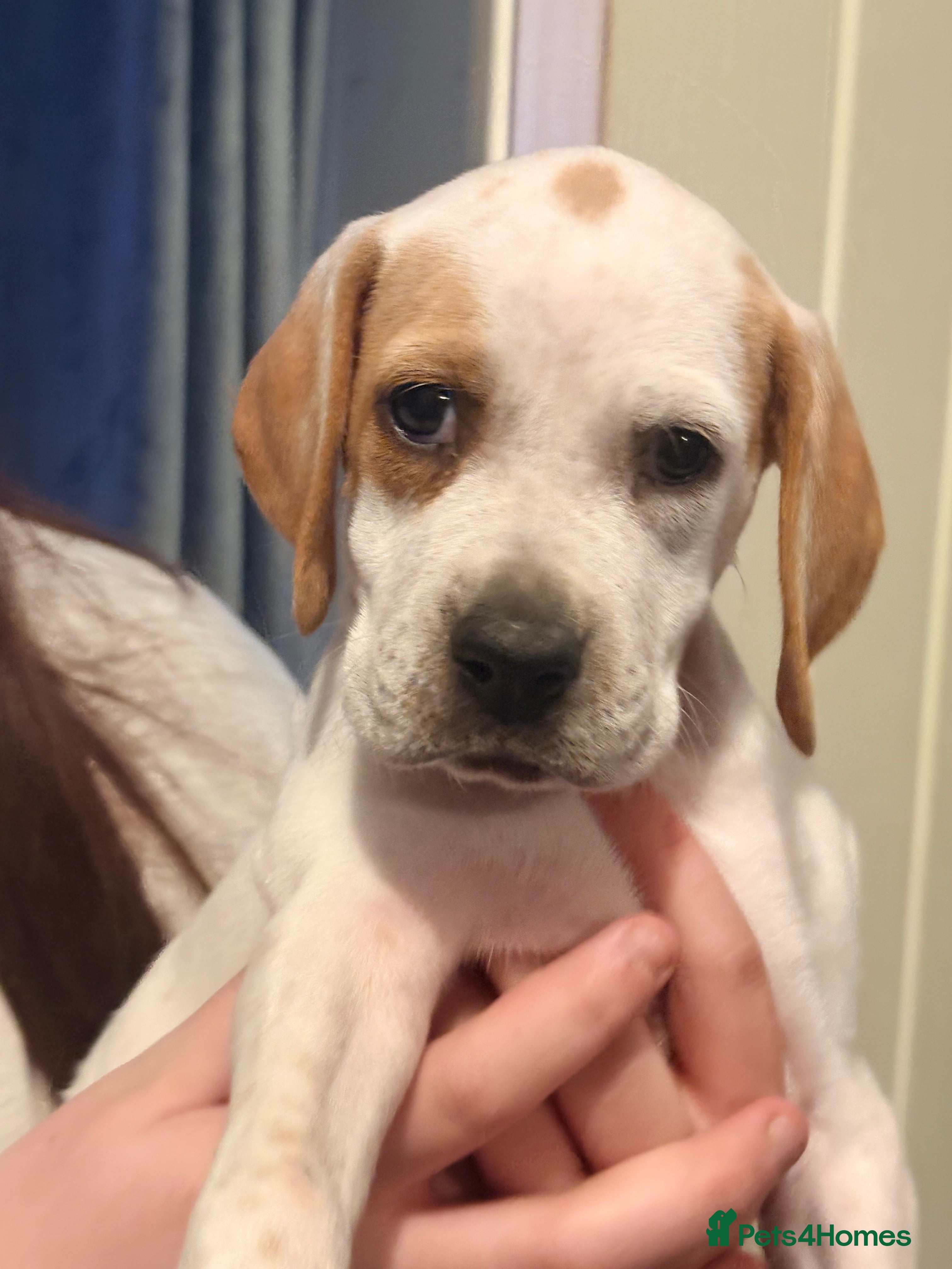 Pointer dogs Beautiful Pointer puppies for sale - Advert 4