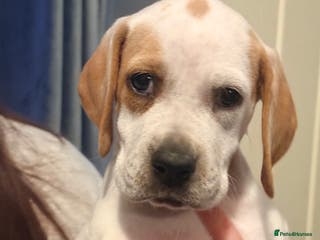 Pointer dogs Beautiful Pointer puppies for sale - Advert 4