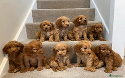 Cockapoo dogs for sale: Cockapoo puppies ready now  - Image 3
