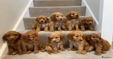 Cockapoo dogs - Advert 12