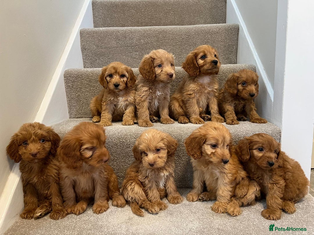 Cockapoo dogs for sale: Cockapoo puppies ready now  - Image 3