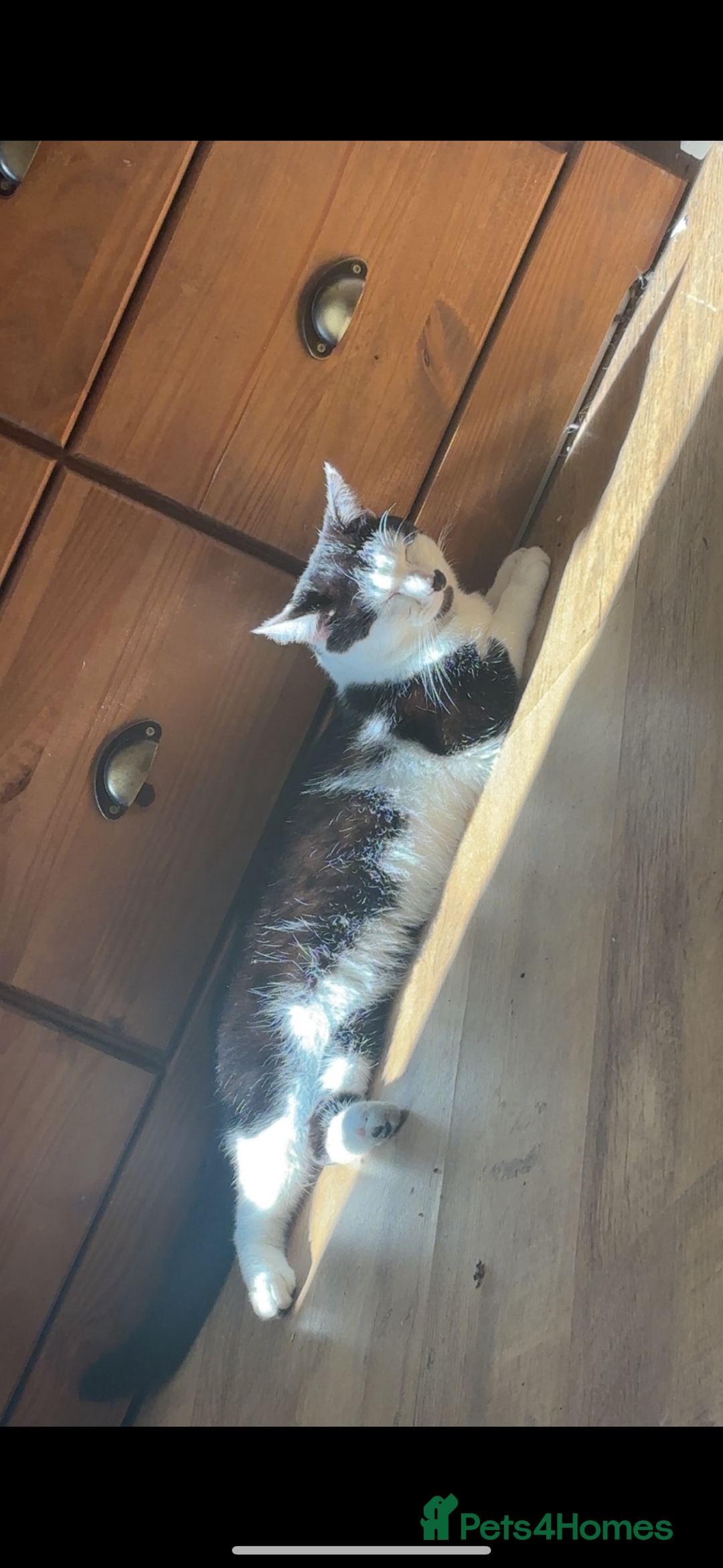 Mixed Breed cats for sale:  Mixed breed Tom cat - Image 1