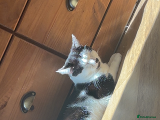 Mixed Breed cats - Advert 20