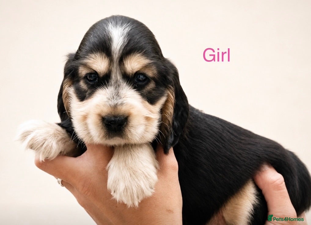 Cocker Spaniel dogs Kc show type cocker spaniel puppies  - Advert 9