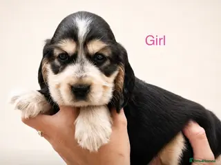 Cocker Spaniel dogs Kc show type cocker spaniel puppies - Advert 9
