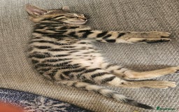 Bengal cats for sale: 5 month old bengal  - Image 9