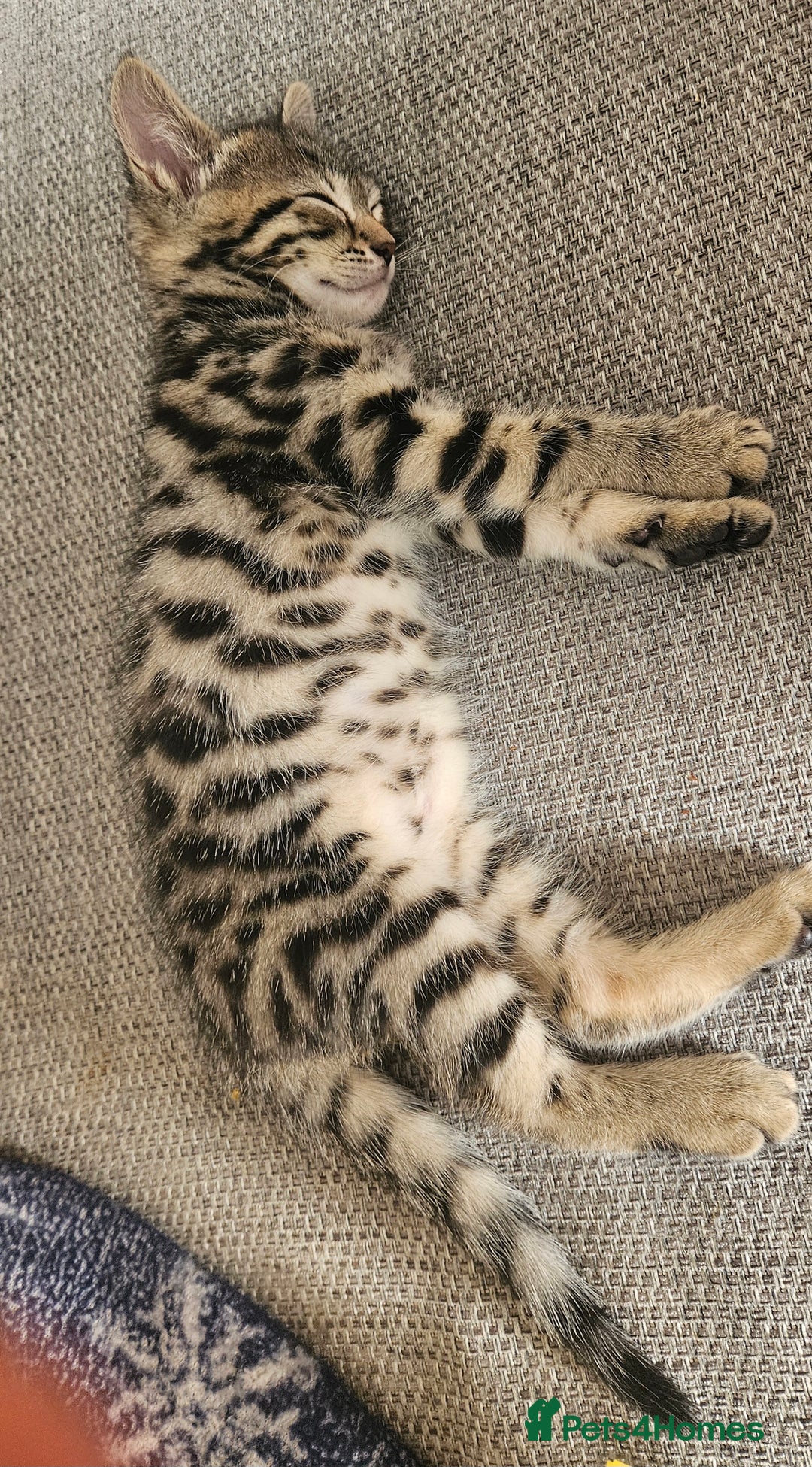Bengal cats for sale: 5 month old bengal  - Image 9