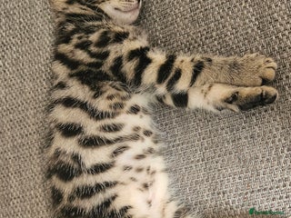 Bengal cats - Advert 22