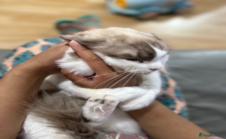 Ragdoll cats - Advert 14