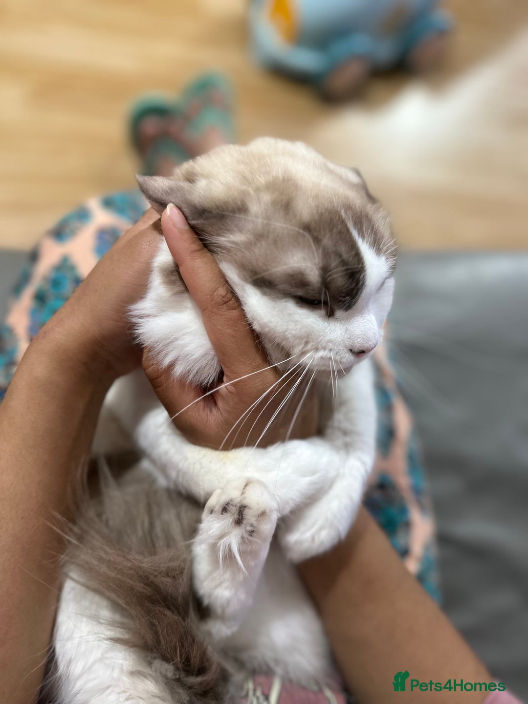 Ragdoll cats for sale: Male Ragdoll  - Image 1