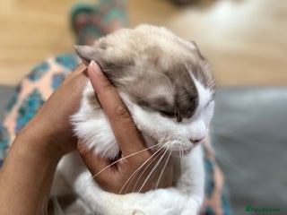 Ragdoll cats - Advert 9