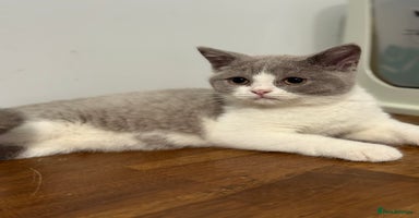British Shorthair cats - Advert 4