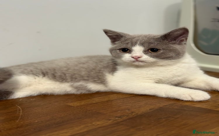 British Shorthair cats - Advert 10