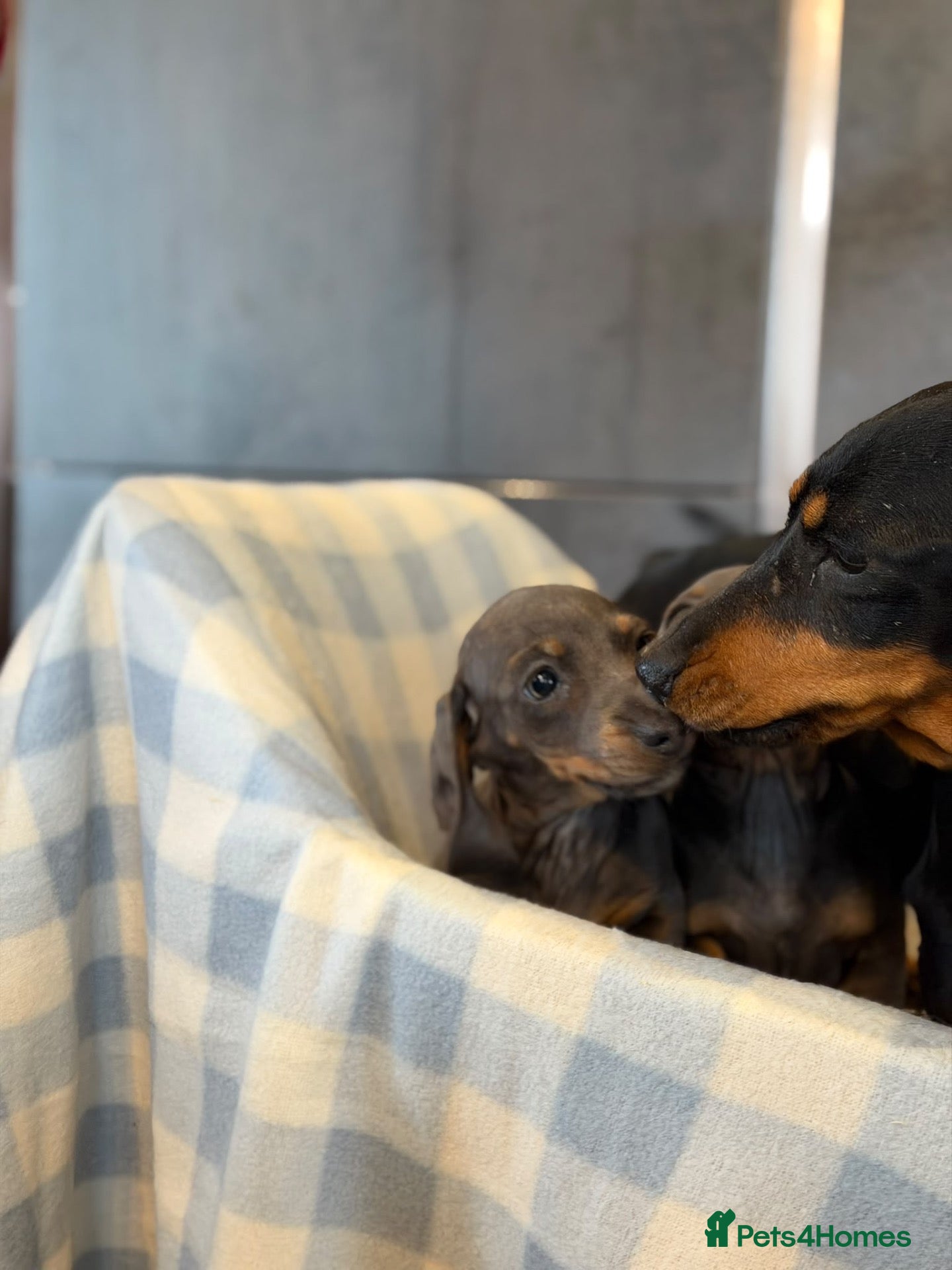 Dachshund dogs for sale: Dachshund - Advert 1