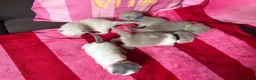 British Shorthair cats for sale: Champion Line British Shorthair Kittens 😻🥇🏆🐾 - Advert 31