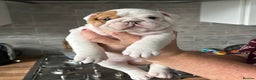 English Bulldog dogs for sale: Champion Sired KC Reg Bulldog Puppies  - Advert 5