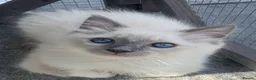 Ragdoll cats for sale: Full breed ragdoll female - Advert 4