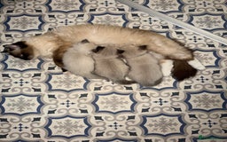 Ragdoll cats for sale: Title: Pure and  Fluffy Pedigree Ragdoll Kittens - Image 1