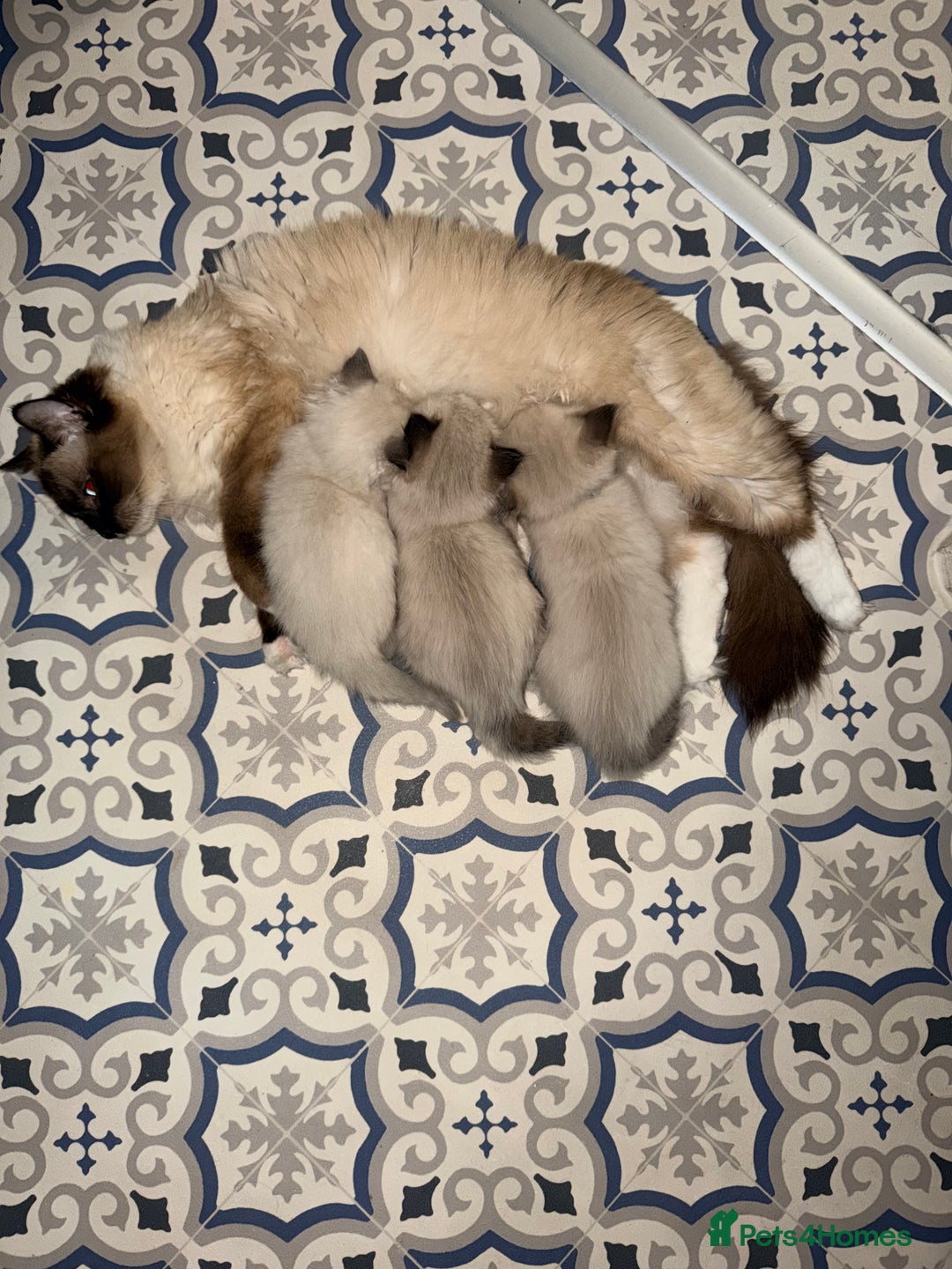 Ragdoll cats for sale: Title: Pure and  Fluffy Pedigree Ragdoll Kittens - Image 1