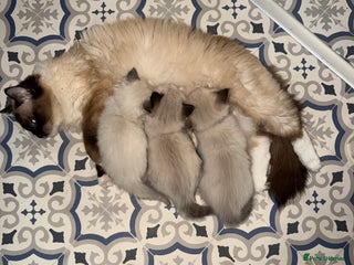 Ragdoll cats - Advert 4