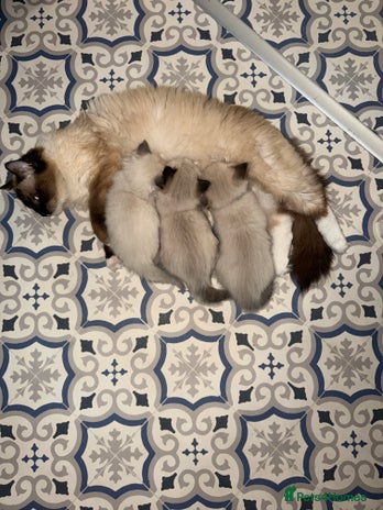 Ragdoll cats - Advert 4