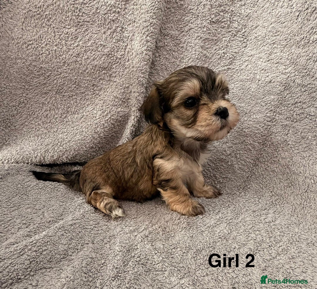 Mixed Breed dogs for sale: Chorkie - Maltese Mix for Sale - Advert 14