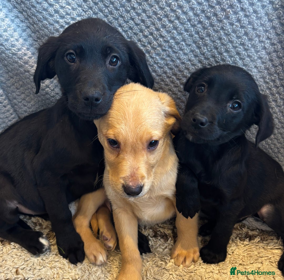 Labrador Retriever dogs for sale: Mixed Litter of Labrador Retriever Puppies - Advert 23