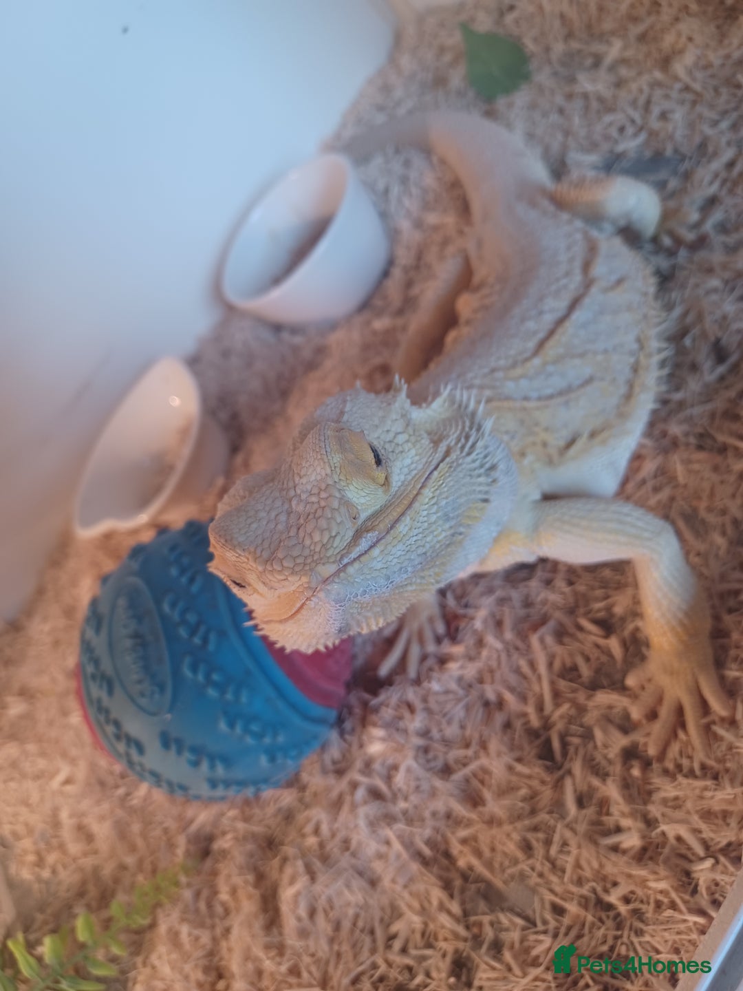 Bearded Dragon reptiles for sale: Bearded dragon for sale  - Image 2