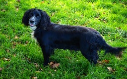 Cocker Spaniel dogs for sale: Cocker spaniel puppies - Image 9
