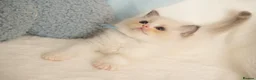 Ragdoll cats for sale: Elite TICA Kittens – Champion Bloodlines - Advert 26