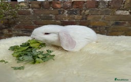 Mini Lop rabbits for sale: Pure Bred Mini Lops For Sale  - Image 4