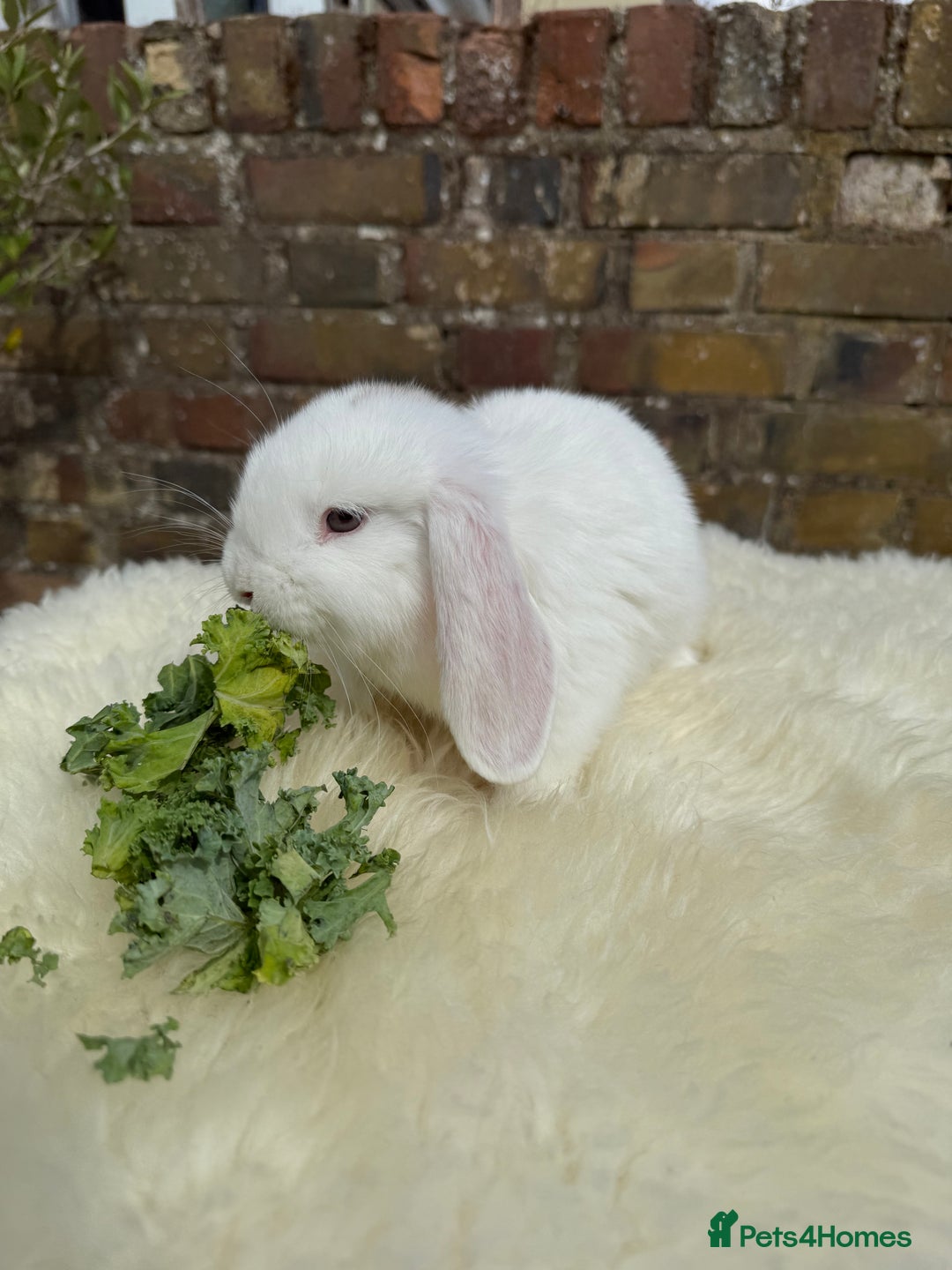 Mini Lop rabbits for sale: Pure Bred Mini Lops For Sale  - Image 4