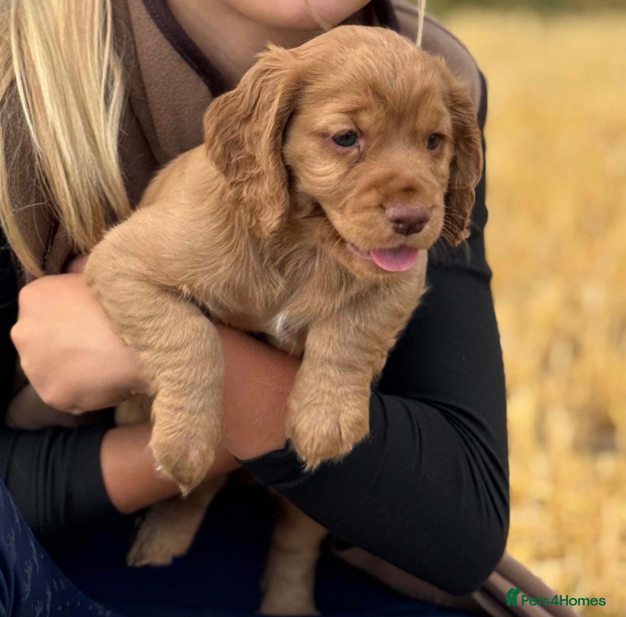 Cocker Spaniel dogs KC Registered Working Cocker Spaniel Puppies   - Advert 1