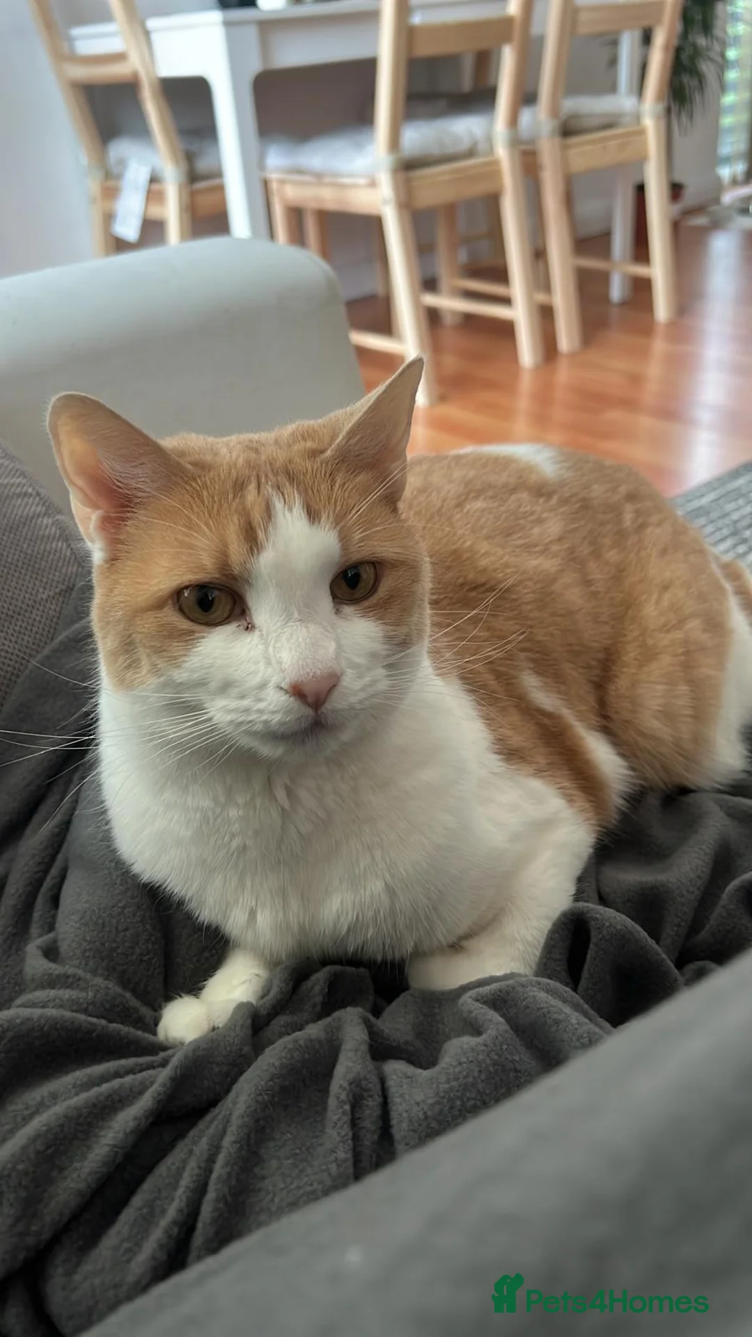 American Wirehair cats for sale:  Gentle  Lap Cat Looking for a Loving Home - Advert 2