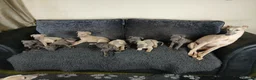 Whippet dogs for sale: Whippet Pups High Quality Crufts Winning Bloodline - Advert 8