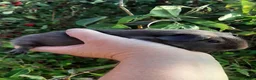 Guinea Pig rodents for sale: Guinea pig baby boys. - Advert 6