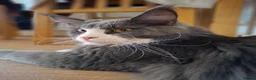 Maine Coon cats for sale: Pure Maine Coon Kittens - Denis & Doris in Huddersfield - Advert 1