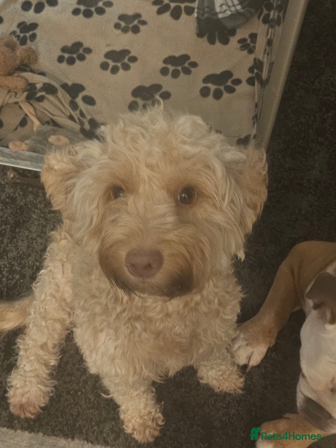 Cockapoo dogs for sale: F2 cockerpoo puppies  - Image 1