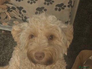 Cockapoo dogs for sale - Advert 1