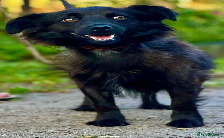 Schipperke dogs - Advert 1