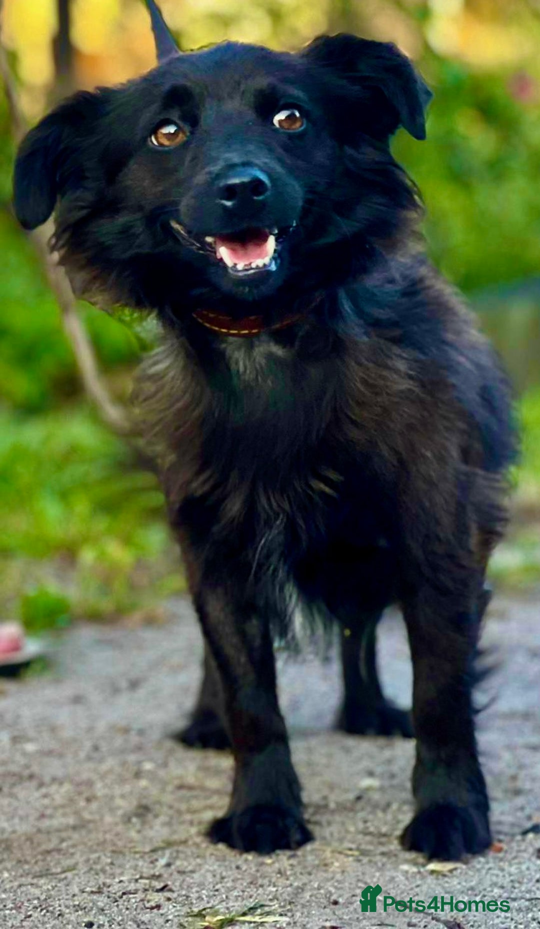 Schipperke dogs for adoption: Tina’s Story: From Despair to Hope - Image 1
