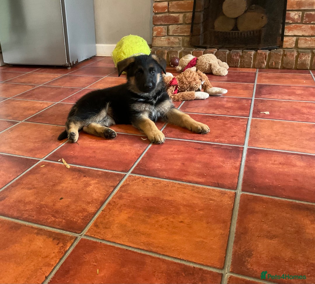 German Shepherd dogs for sale: 25 years experience  breeding German Shepherds - Image 11