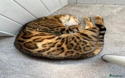 Bengal cats for sale: Beautiful bengal girl - Image 2