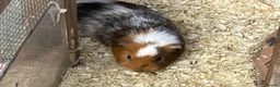 Guinea Pig rodents for sale: Guinea Pigs Boars & Sows - Advert 10