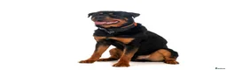 Rottweiler dogs for stud: Rottie for stud  in Bedford - Advert 2