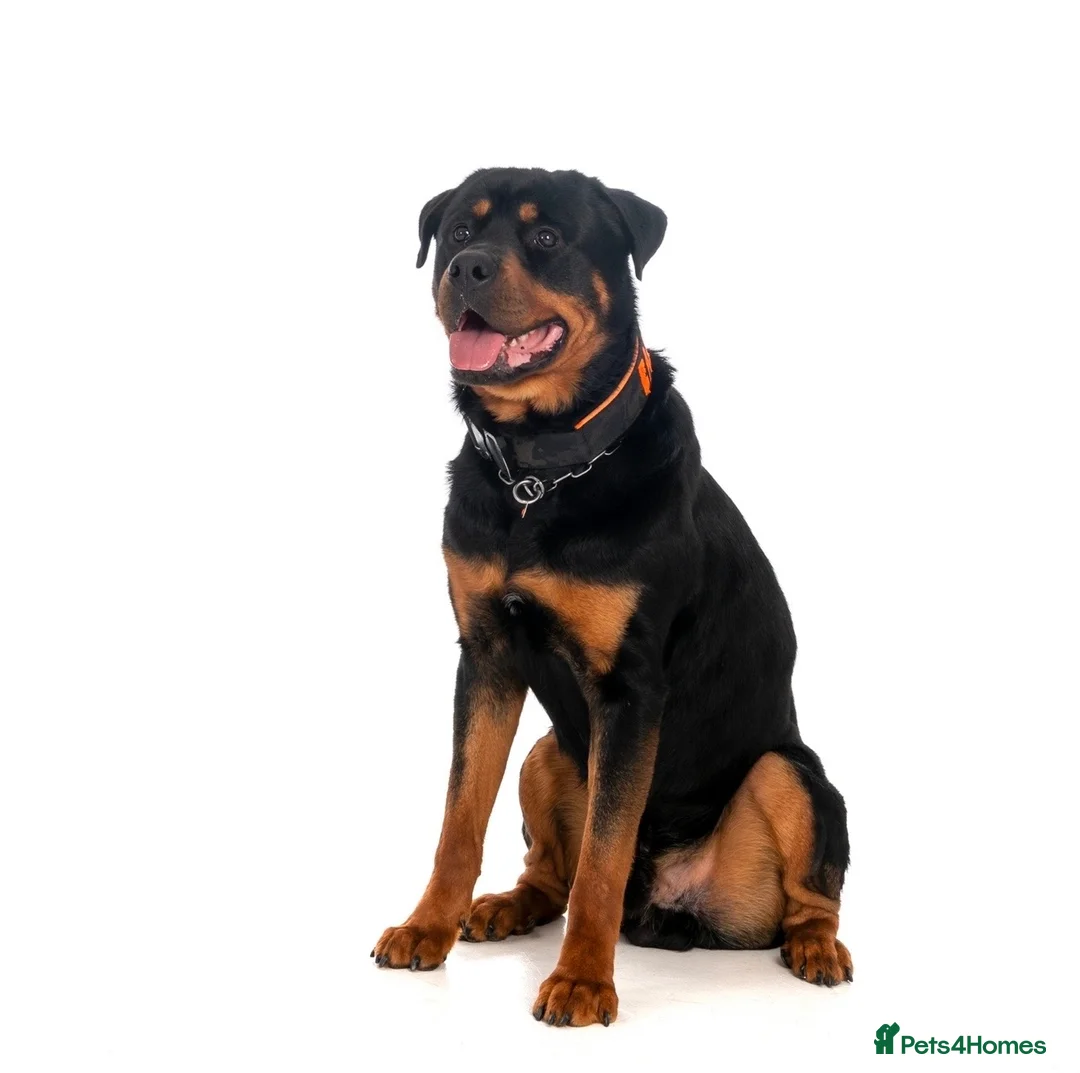 Rottweiler dogs for stud: Rottie for stud  in Bedford - Advert 2