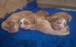Cocker Spaniel dogs for sale: Cocker spaniel pups - Image 3