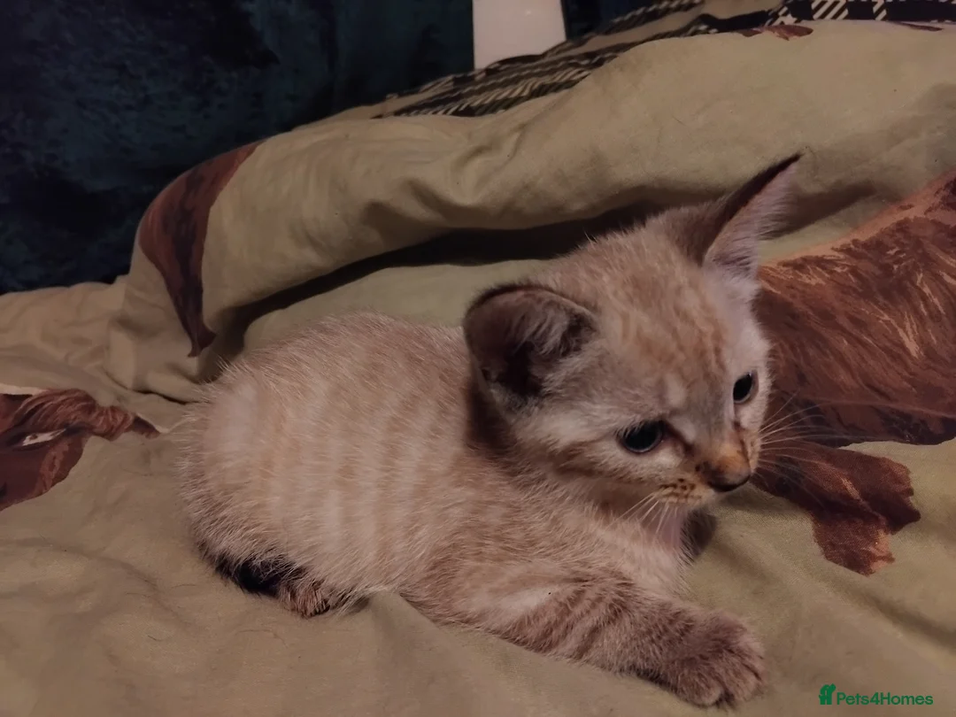 British Shorthair cats for sale: x 1 female kitten for sale  - Advert 16