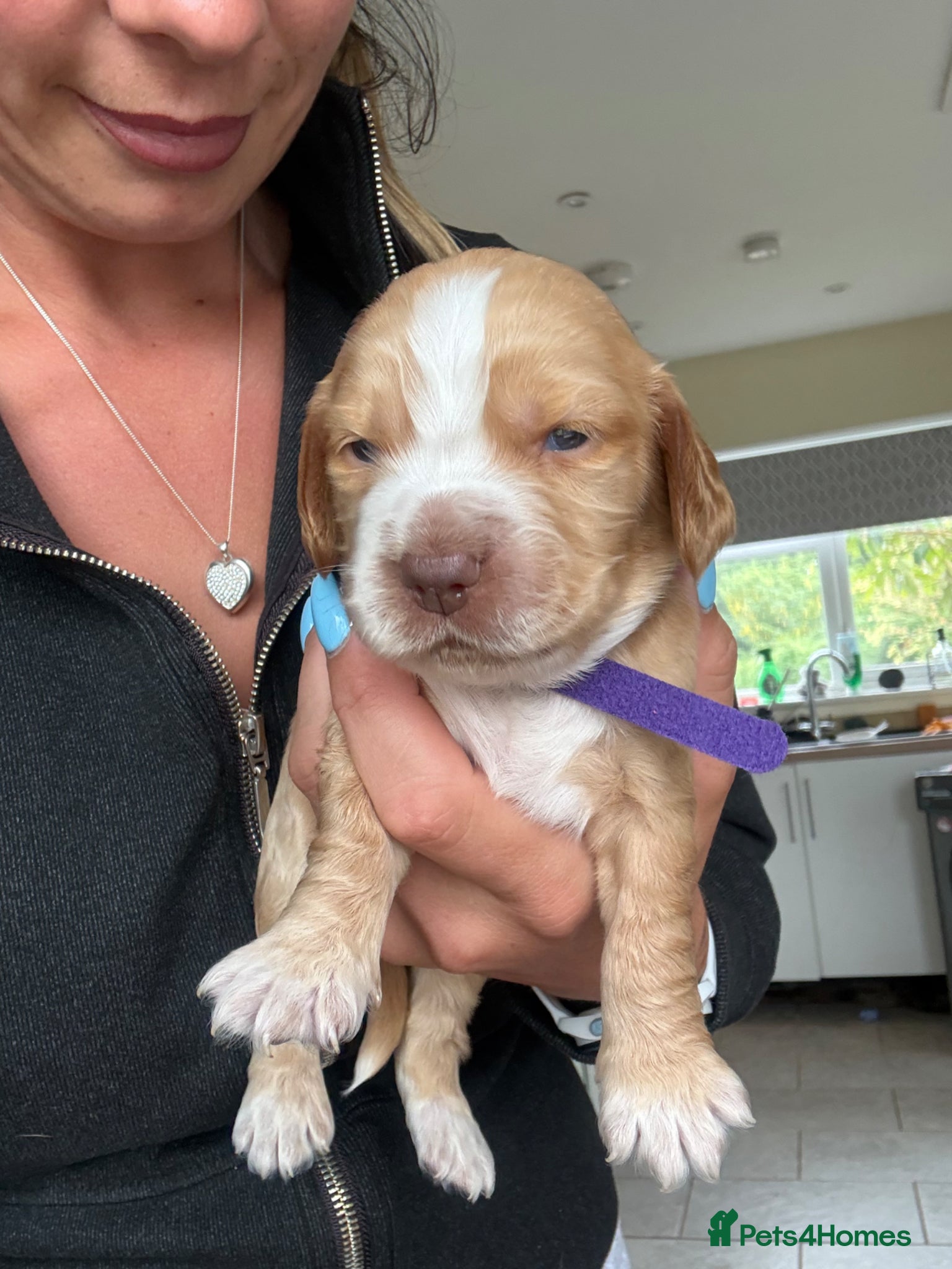 Cocker Spaniel dogs for sale: Absolutely gorgeous cocker pups  - Advert 1