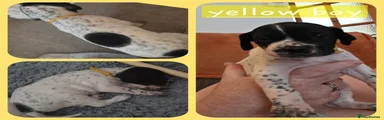 Yellow boy